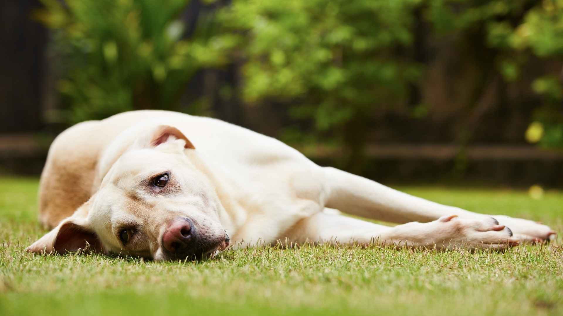 Perro con molestias digestivas